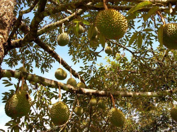 <p>Başbakan Ahmet Davutoğlu'nun en çok sevdiği meyvenin "meyvelerin kralı" olarak adlandırılan "durian" olduğu ortaya çıktı. Peki bu meyvenin özelliği nedir? İşte ayrıntıları ile Başbakan Davutoğlu'nun en çok sevdiği meyve 'Durian' hakkında bilinmeyenler...</p>

<p> </p>
