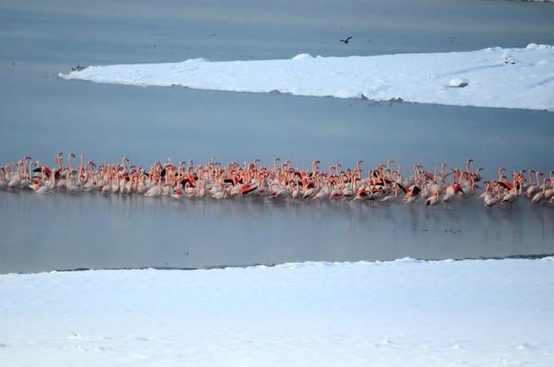 <p>Yiyecek bulmakta zorlanan flamingolar, Konya'nın Halkapınar il&ccedil;esindeki İvriz Baraj G&ouml;l&uuml;'ne g&ouml;&ccedil; ederek, soğuk hava koşullarında yaşamlarını s&uuml;rd&uuml;rmeye &ccedil;alışıyor.</p>
