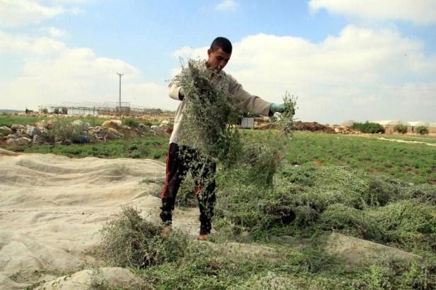 <p>Filistin'in Kalkilya kentinde yaşayan çiftçiler, "Filistin'in yeşil altını" olarak nitelendirilen ve son yıllarda ziraatı giderek yayılan kekik otunu toplamak için gün doğumuyla beraber tarlalarına gidiyor.</p>
