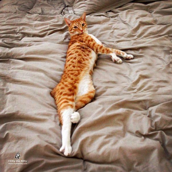 <p>İl (Uzun kedi)</p>
