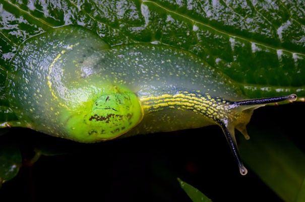 <p>Şeffaf sümüklü böcek</p>
