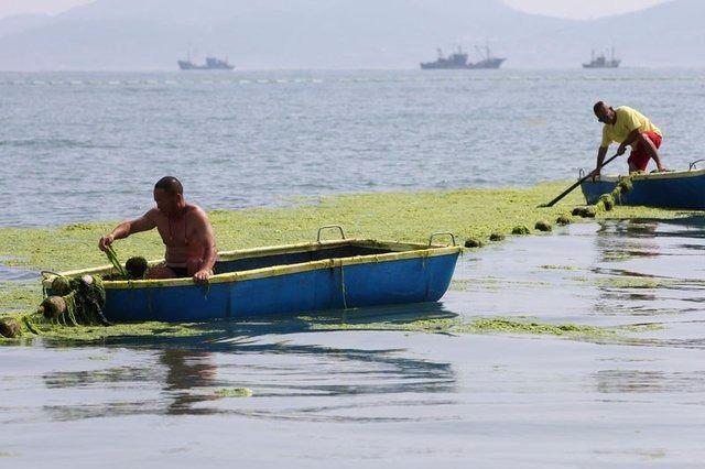 <p>Sarı Deniz'den gelen yeşil yosunlarla mücadele, hükümetin tüm temizleme çabalarına rağmen aşılamıyor.</p>
