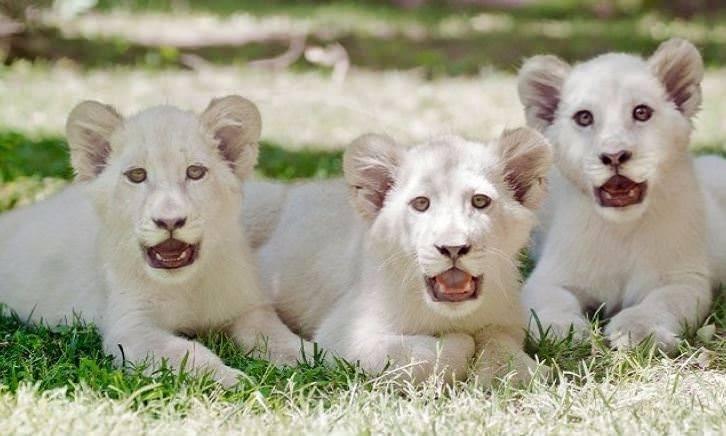 <p><strong>1. Beyaz Aslan Yavrusu (140.000 Dolar)</strong><br />
Resesif genetik mutasyon geçiren aslan türüdür. Doğada yalnızca 30 kadar olduğu bilinmektedir. Genel olarak milli ulusal parklarda gözetim altında yaşıyorlar.</p>
