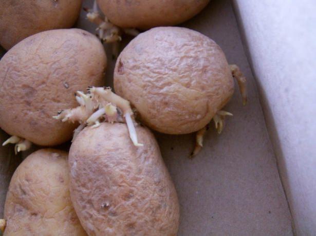 <p><strong>Filizlenmiş patates</strong></p>

<p> </p>
