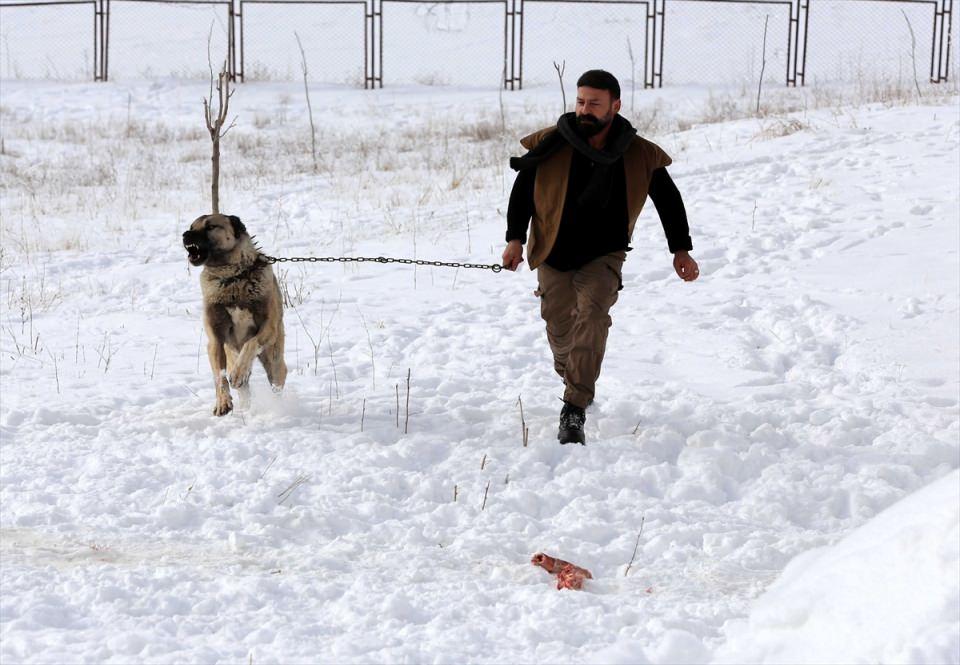 <p>SİVAS<br />
<br />
Soğuğa dayanıklılıklarıyla bilinen Kangal köpekleri, bugünlerde sıcaklıkların zaman zaman sıfırın altında 20 dereceye düştüğü ve kar kalınlığının yer yer 30 santimetreyi bulduğu Meraküm tepesindeki üretim tesisinde karın keyfini yaşıyor.</p>