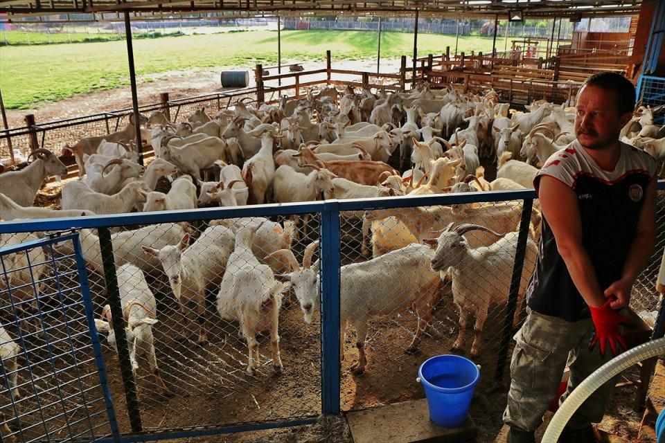 <p><em>Bir çobanlarının olmadığını, keçilerle kendilerinin ilgilendiklerini ifade eden Ektik, şunları kaydetti:</em></p>

<p>"Şu an keyifli bir şekilde işe devam ediyoruz. Başta, karlı amaçlı başladık. İş, kardan çok zevke dönüştü. </p>
