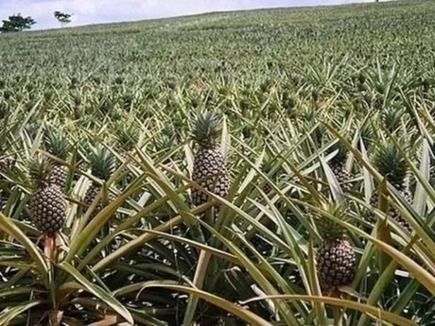 <p>Ananas aslında meyve değildir ve tarlada bu şekilde büyür.</p>
<p> </p>