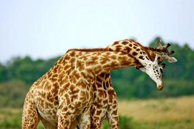 <p> Dört yıl boyunca Afrika'daki vahşi yaşamı fotoğraflayan Mustafa Koç, "Vahşi doğadaki hayvanların gücü, doğanın dengesi içindeki sıradanlığı benim için fotoğraf karelerinde yeniden hayat buldu. </p>
