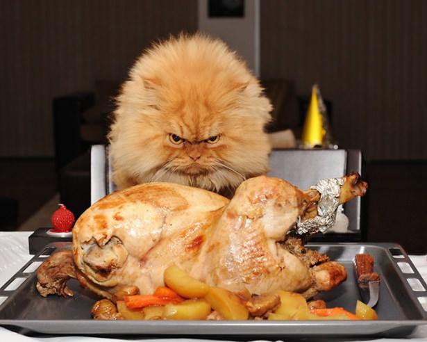 <p>Garfi (Dünyanın en kızgın kedisi)</p>
