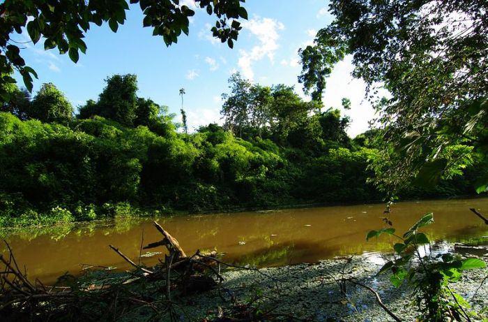 <p>6,400 km uzunluğundaki Amazon'un taşıdığı su miktarı Mississippi, Nil, ve Yangtze Nehirlerinin taşıdıkları suların toplamından fazladır. </p>