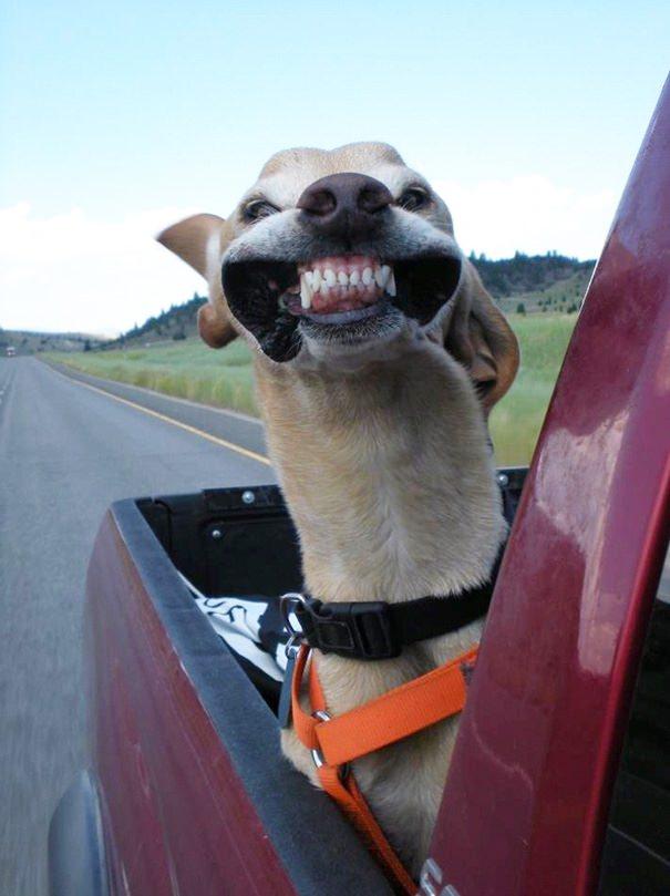 <p>Arabanın camından kafalarını çıkaran hız tutkunu sevimli köpekler rüzgar ile böyle eğleniyor. </p>
