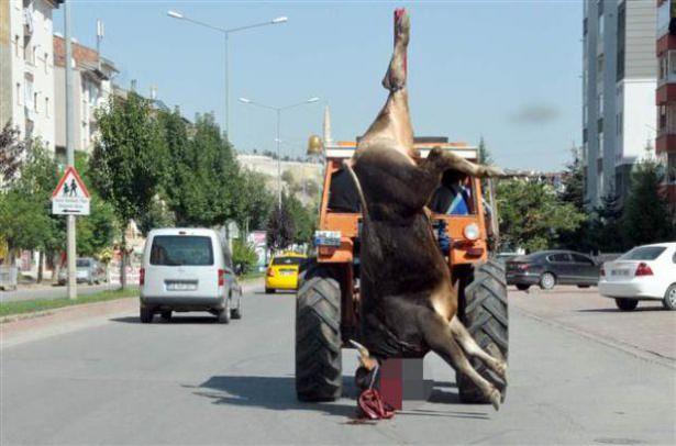 <p>Sivas'ta bugün yaşanan kaçan kurbanlığı yakalama çalışmaları diğerlerinden farksızdı ancak sonrasında yaşananlar korkunçtu.</p>
