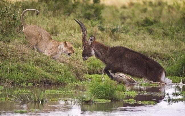 <p>Aslan, bir süre sonra sudan çıkmak için hamle yapan antilop için kavga pozisyonu aldı.</p>

<p> </p>
