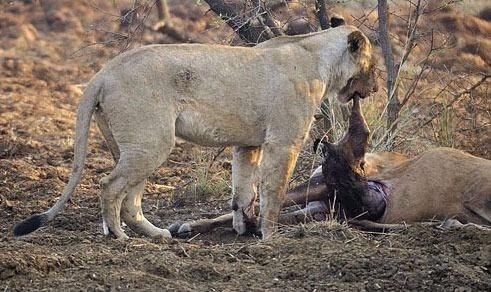 <p>Ve aslan bu andan itibaren fotoğrafçıyı dahi şaşırtan tepkiler vermeye başlıyor.</p>
