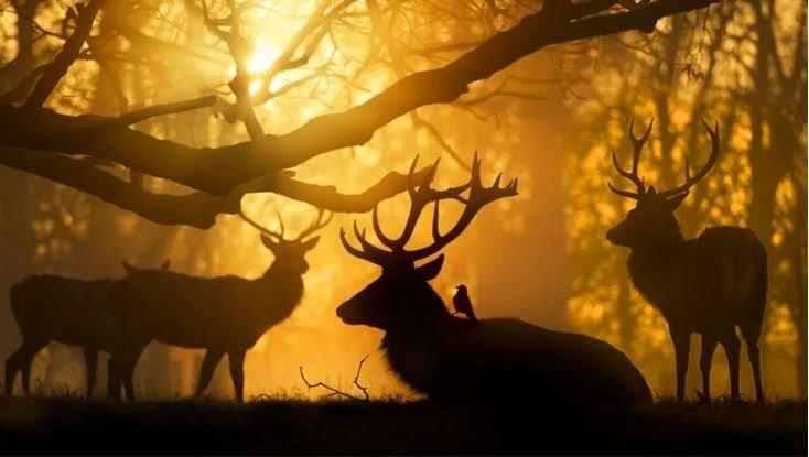 <p>Bushy Park'ta güneşin doğuşu, Londra</p>
