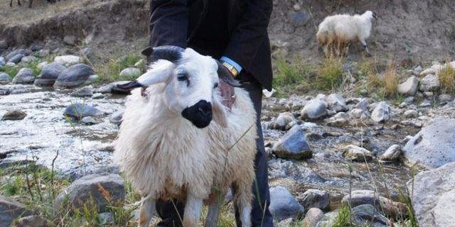 <p>Koyunu satmayacaklarını anlatan Akkoyun, "Baktık koyunun iki ağzı var. 40 yıldır besicilik yapıyoruz ama ilk kez böyle bir durumla karşılaştık. Bu koyuna özel bakıyoruz, satmamaya karar verdik" dedi.</p>
<p> </p>
<ul>
</ul>
<ul>
</ul>