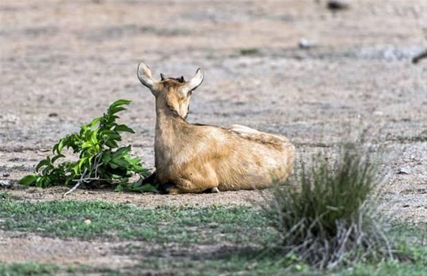 <p>Endonezya'da çekilen bu görüntülerde Komodo ejderleri başına geleceklerden habersiz bir keçiyi gafil avladı. İşte Komodo ejderlerinin ne kadar tehlikeli olduklarını gözler önüne seren kareler...</p>
<p> </p>