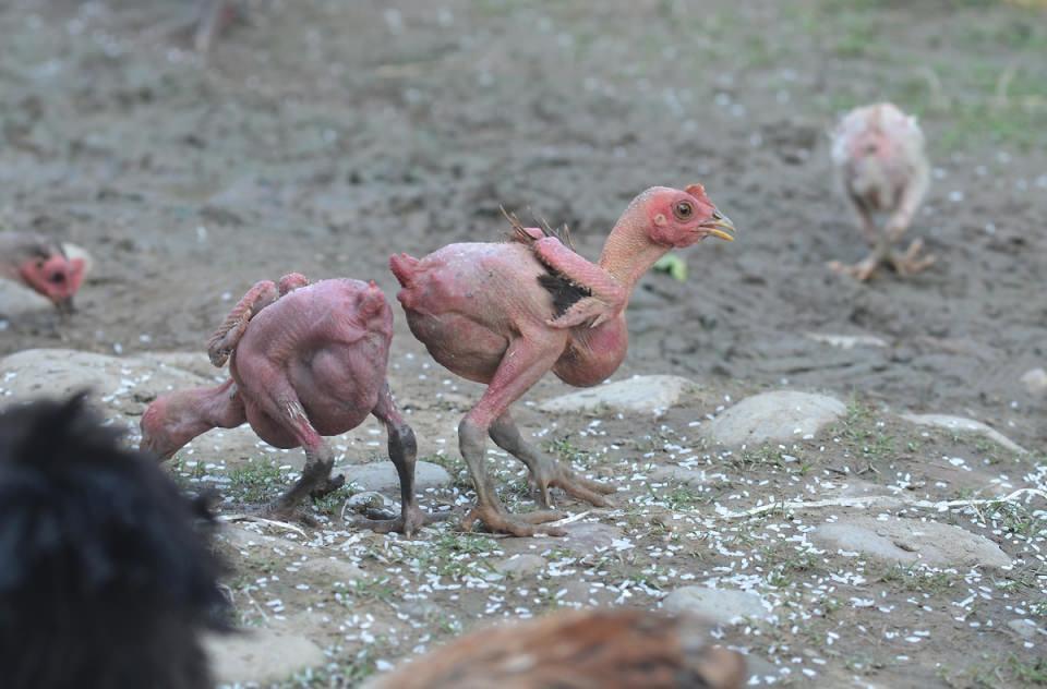<p>İsrailli Profesör Avigdor Cahaner tarafından sektörüde maliyetleri düşürmeye yönelik geliştirilen tüysüz tavukların fabrikalarda etleri değerlendirilirken tüylerinin yolunması gerekmiyor.</p>
