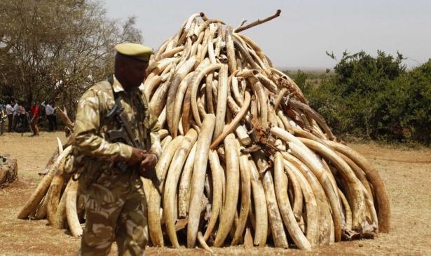 <p>Kenya Devlet Başkanı Uhuru Kenyatta, Dünya Vahşi Yaşam Günü dolayısıyla Nairobi Ulusal Parkı'nda düzenlenen törende, uluslararası normlar çerçevesinde fil dişi avcılığıyla mücadeleye devam edeceklerini belirtti.</p>
