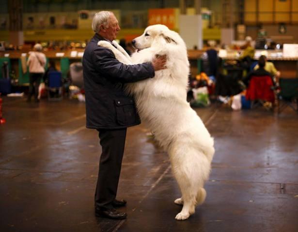 <p>Cruft Köpek Şovu'nda köpeği Cody ile oynayan sahibi Arthur Ward</p>
<p>İngiltere</p>
