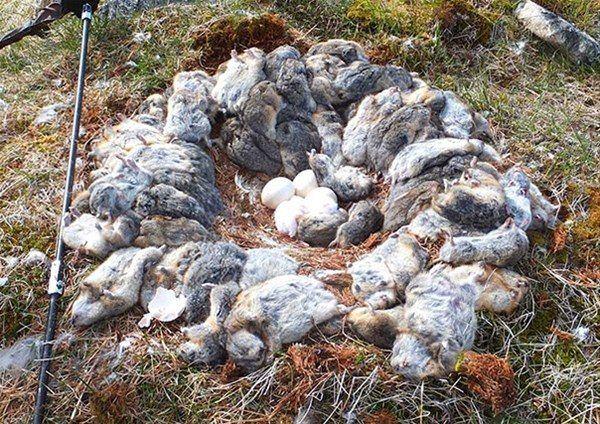 <p> Bir baykuş 70'den fazla yaban sıçanı öldürmüş ve bunlardan kendine bir yuva yapmış.</p>
<p> </p>