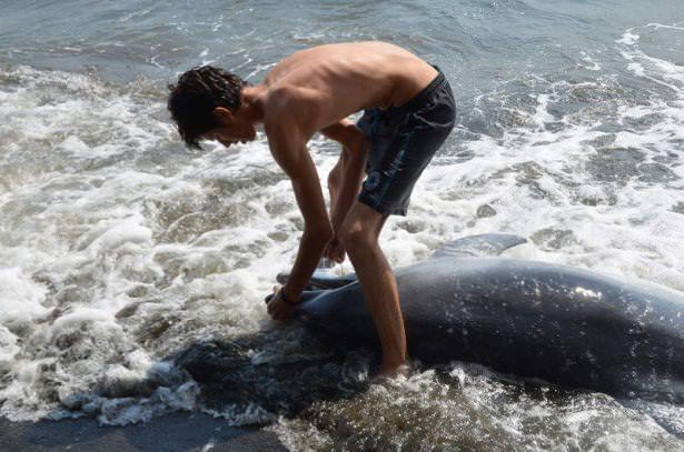 <p>Y&uuml;zmek i&ccedil;in sahile gelen &ccedil;ocuklar, karaya vuran yunusu g&ouml;r&uuml;nce &uuml;zerine ve ağzına su d&ouml;kerek yunusu kurtarmaya &ccedil;alıştı</p>
