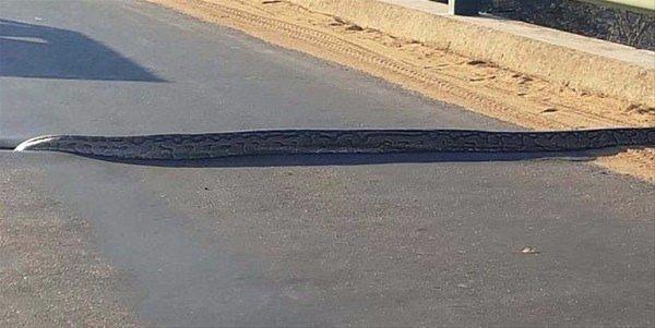 <p>Yola çıkan dev piton trafiği durdurdu. O anlar orada bulunan sürücüler tarafından kayıt altına alındı. </p>
<p> </p>