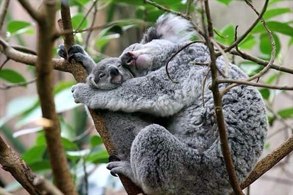 <p>Dünyanın en tembel hayvanları günde 20 saat uyuyan koalalar sayılabilir.</p>

<p> </p>
