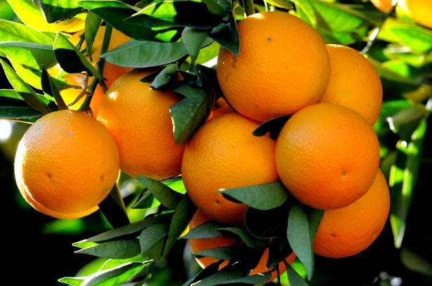 <p>Portakalın önemli bir C vitamini kaynağı olduğunu ve sağlık açısından bize büyük destek verdiğini unutmamak gerekir. Portakal kabuğunun da bir çok faydası bulunmakta...</p>
