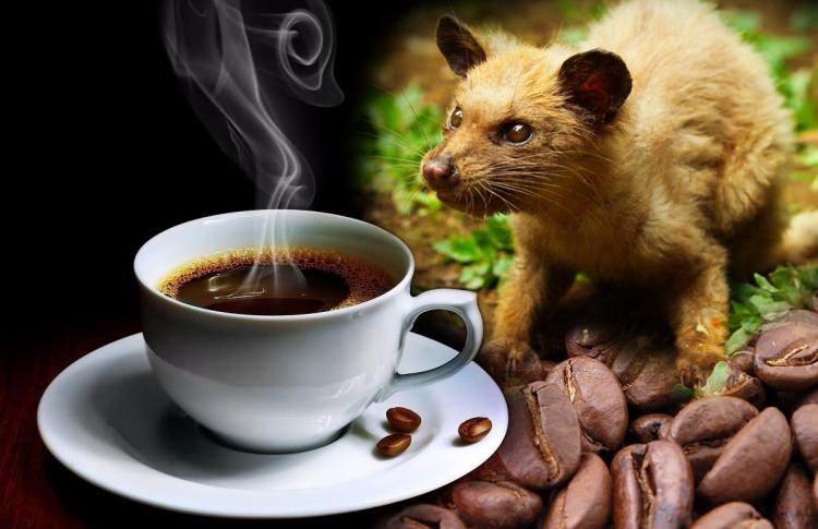 <p><strong>Kopi Luwak</strong></p>
