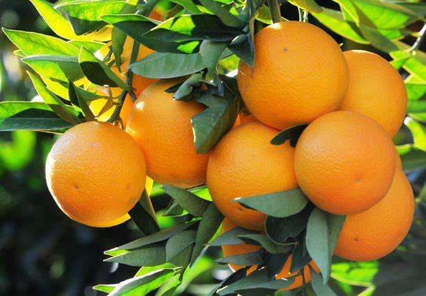 <p>Aç karna tüketildiğinde portakal gastrit veya alerjik reaksiyonlara sebep olabilir.</p>