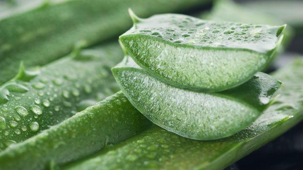 <p>Saç derisindeki sivilceye Aloe Vera</p>