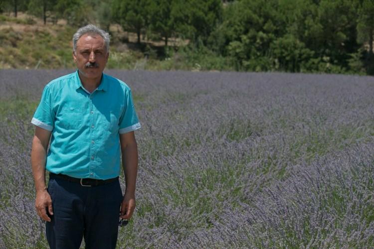 <p>Dünyada en fazla Fransa'nın Province bölgesinde üretilen lavanta, Türkiye'de de hızla yayılıyor. Kıraç topraklarda yetişmesi, sıcak ve soğuğa dayanıklı olmasıyla cazip üretim olanakları bulunan lavanta, uçucu yağı, suyu ve kurusunun yanı sıra sabun ve bal üretiminde de değerlendiriliyor.</p>
