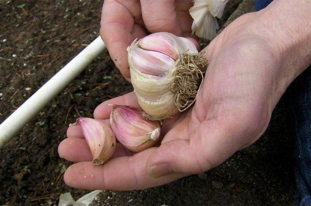 <p>Uçuk, mantar iltihapları, bakteri, virüs ve mantarların neden olduğu rahatsızlıklara karşı etkilidir.</p>