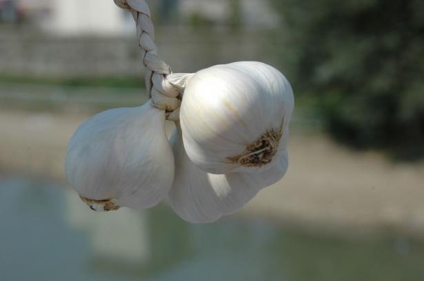 <p><strong>Soğuk Algınlığına Karşı İyi Gelir: </strong>Sarımsağın bağışıklık sistemini kuvvetlendirici etkisi vardır. </p>
