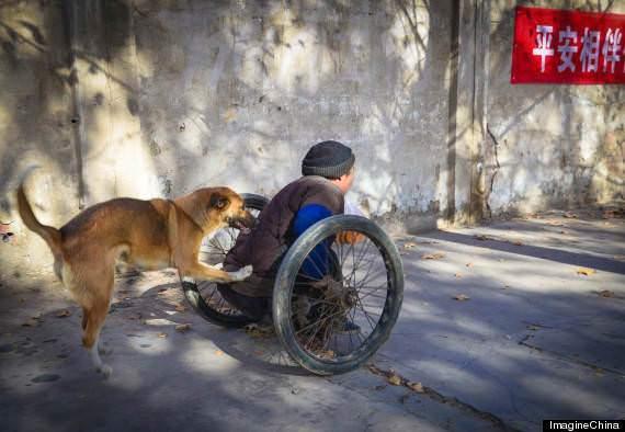 <p>Yaşlı adamın en büyük yardımcısı ise yanından hiç ayrılmayan köpeği. Yaşlı adamın arkasından iterek istediği yere gitmesine böyle yardımcı oluyor.</p>
<p> </p>
