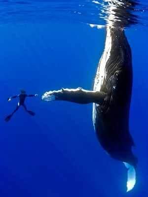 <p>2009'da kameraman Marco Queral, 16 metre uzunluğundaki dişi bir balinanın Hawaii açıklarında birçok fotoğrafını çekti. Bu fotoğraf ise Queral'in bir dalgıç arkadaşı tarafından çekildi ve resimdeki de Marco Queral'dir. Fotoğrafta balinaya dokunmaya çalışan Marco'ya, balina da yüzgecini uzatarak cevap veriyor.</p>

<p> </p>
