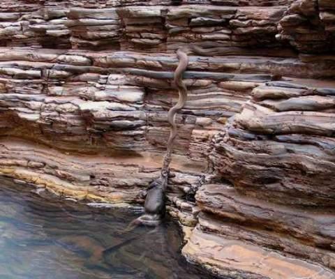 <p>Fotoğraf, 2005 yılında Avusturalya'da bir piton, sudan kanguruyu çıkardığı sırada çekildi. Bazıları ise onun bir inek olduğunu söylemektedir.</p>
<p> </p>