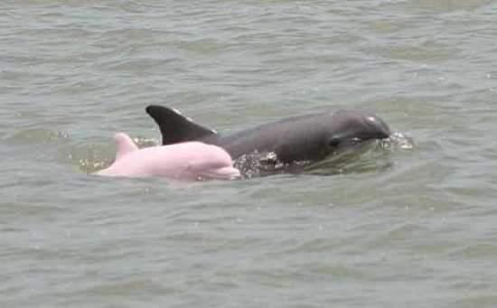 <p>Erik Rue, 2007 yılının Haziran ayında Louisiana Amerika'da pembe bir yunusun fotoğrafını çekti. Su altı bilimcisi Dagmar Fertl'e göre bu fotoğrafı çekilen yunus Amerika'da görülen üçüncü, dünyada görülen ondördüncü pembe yunustur.</p>
<p> </p>