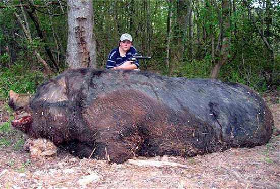 <p>2007 yılının mayıs ayında Alabama'da çekilen bu fotoğrafta, Jamison Stone isimli 11 yaşındaki bir çocuk tarafından vurulan 477 kg ağırlığında ve 2.84 cm uzunluğundaki dev domuz görülüyor. Jamison Stone bu dev domuzu Smith & Wesson 500 tüfeğiyle avlamıştır.</p>

<p> </p>
