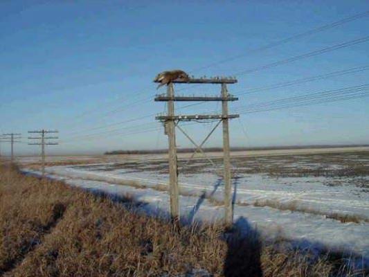 <p>2004 yılında Kanada Manitoba'da çekilen bu fotoğrafta, 7.6 metre yüksekliğindeki elektrik direğinde bir geyik mahsur kaldı. Bu fotoğrafla ilgili birkaç hikaye var: Birincisi geyiğe bir trenin çarptığı ve geyiği direğin tepesine fırladığı, diğeri de çevredeki birkaç muzip insanın böyle birşey yapmış olduğu…</p>

<p> </p>
