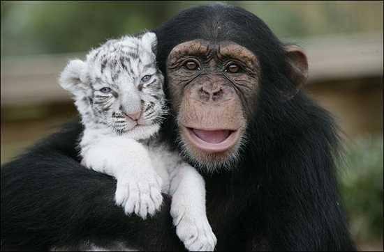 <p>Anjana isimli maymun, Güney Carolina'da nesli tehlikedeki hayvan türlerinin bulunduğu TIGERS isimli bir enstitüde yaşıyor. Anjana çok küçük yaşlardan itibaren hayvanat bahçesindeki görevliye, yavru hayvanlara bakarken yardım ediyor. 2008 yılında çekilen bu fotoğrafta da, Anjana bir kaplan yavrusuna bakıyor.</p>
<p> </p>