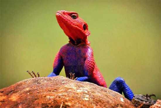 <p>Agamidae familyasından Agama mwanzae cinsi bu kertenkele Tanzanya, Kenya ve Ruanda'da yaşıyor. 2009 yılında çekilen bu fotoğraftaki kertenkele, örümcek adam karakterine benzemesiyle o kadar popüler oldu ki; bu tür insanların evlerinde besledikleri birer evcil hayvan haline geldi.</p>
<p> </p>