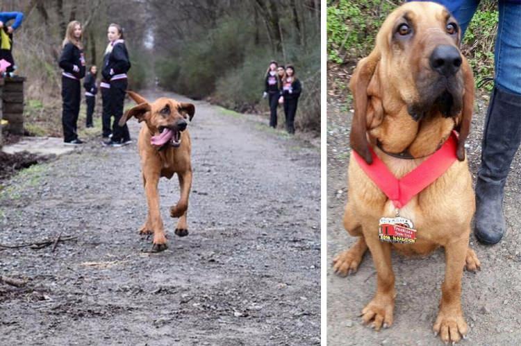 <p>Alabama'da ki tazı cinsi köpek tuvaletini yapmak için dışarı çıktığında yanlışlıkla maratonun yarısında yarışa katıldı ve 7. sırada bitirdi.</p>