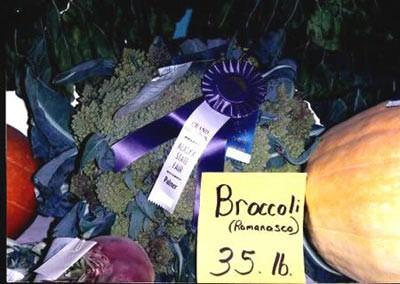 En ağır brokoli     1993 yılında 'dünyanın en büyük brokolisi' rekoru da kırıldı. 15 kilogram ağırlığındaki bu dev brokoli 1993 yılında rekor kırdı