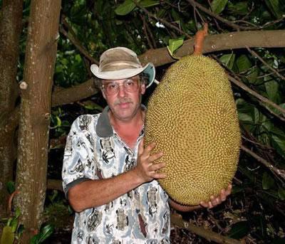 En büyük tropikal meyve     'Jackfruit' olarak bilinen bu tropikal meyve Hindistan'ın güneyinde, Malezya, Jakarta ve Filipinler' de yetişen karpuz büyüklüğünde bir meyvedir. Direk olarak ağacın gövdesinde büyüyen bu meyvenin dışı yeşil ve dikenimsi bir kabukla kaplıdır. Kesildiğinde ananasın içine çok benzeyen yumuşak yapıdaki koyu sarı kısmı yenir. Normali ananas büyüklüğünde olan görmüş olduğunuz bu meyve tam olarak 57 santimetre uzunluğunda. Havai'de George Schattauer tarafından yetiştirilen bu meyvenin anavatanı aslında Hindistan'ın batısıdır. Havai'ye 1888 yılında gelmiştir. 