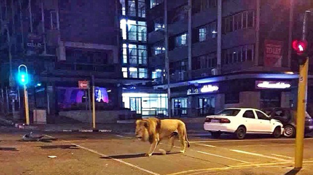 <p>Columbus adındaki aslan bir &ccedil;ekim ekibi tarafından aslan parkından reklam filmi i&ccedil;in Johannesburg'a getirilmişti.</p>
