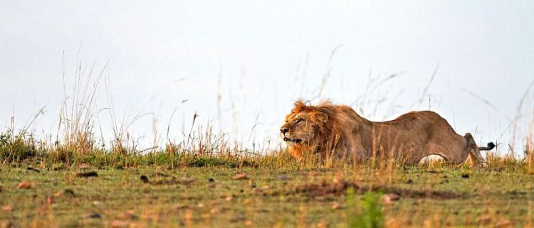 <p>Aslan ile antilop arasında gerçekleşen avlanma olayı, kameraya yansıdı. Aslan yaralı antilopa saldırmak için en uygun zamanı bekledi.</p>

<p> </p>

<ul>
</ul>
