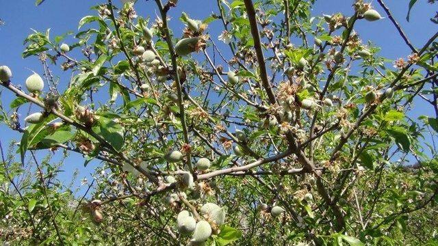 <p>Yüksek magnezyum oranıyla kalp hastalıklarına karşı koruyor.</p>

<p> </p>
