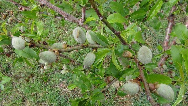 <p>Vücuttaki iltihabik reaksiyonlara neden olan C reaktif proteinin düzeyini düşürür.</p>
<p> </p>